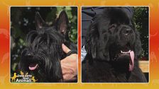 Scottish Terrier vs Terranova