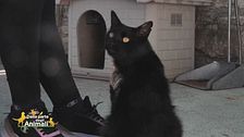 Puffo
