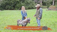 Le caratteristiche dei puledri
