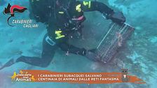 I carabinieri subacquei salvano centinaia di animali dalle reti fantasma