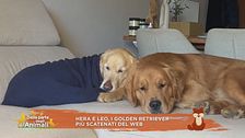 Hera e Leo, i golden retriever più scatenati del web
