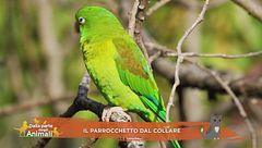 Il parrocchetto dal collare