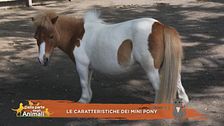 Un cavallo per amico