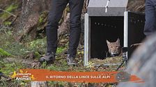 Il ritorno della lince sulle Alpi