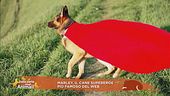 Marley, il cane supereroe più famoso del web
