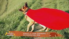 Marley, il cane supereroe più famoso del web