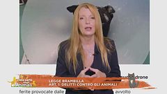 Finalmente giustizia - dentro la legge Brambilla