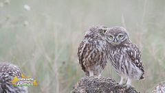 La civetta nelle sacre scritture