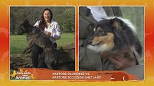 Pastore olandese vs Pastore scozzese Shetland