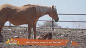 Gestazione e nascita dei puledri
