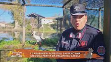 I carabinieri forestali salvano una cicogna ferita da pallini da caccia