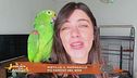 Mirtillo, il pappagallo più famoso del web