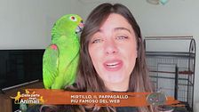 Mirtillo, il pappagallo più famoso del web