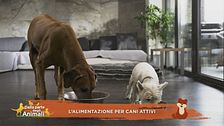 L'alimentazione per cani attivi