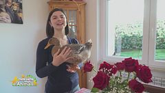 Carlotta la paperotta