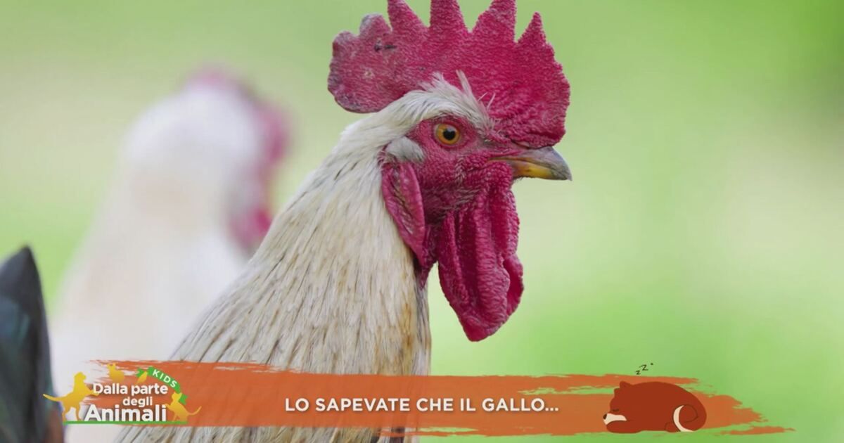 Dalla parte degli animali: Lo sapete che il gallo... Video | Mediaset ...