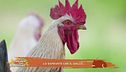 Lo sapete che il gallo...