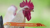 Lo sapete che il gallo...