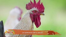 Lo sapete che il gallo...