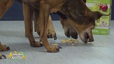 Biscotti per cani: quali scegliere?