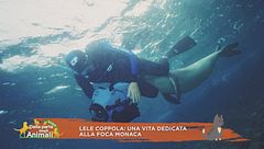 Lele Coppola: una vita dedicata alla foca monaca