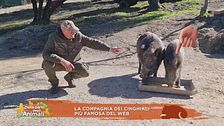 Pet influencer
