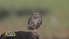 Educazione civica per...animali