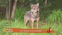Lupi, animali da proteggere