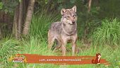Lupi, animali da proteggere