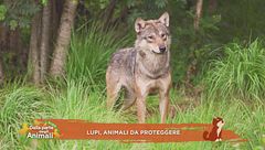 Lupi, animali da proteggere