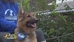 Fulmine è in cerca di un'adozione