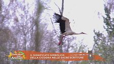 Il significato simbolico della cicogna nelle Sacre Scritture