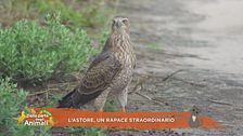 L'astore, un rapace straordinario