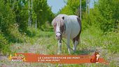 Le caratteristiche dei pony e dei mini pony
