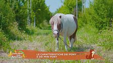 Le caratteristiche dei pony e dei mini pony