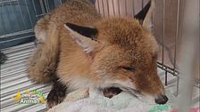 Una nuova vita per una volpe sfortunata