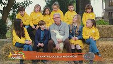 Le anatre, uccelli migratori
