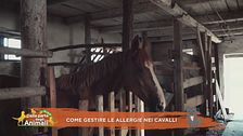 Un cavallo per amico: le allergie dei cavalli