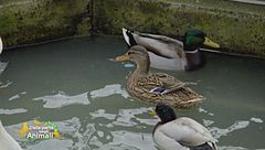 Bellissimi germani salvati