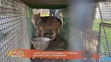 Lupo chiuso in gabbia a Foggia, salvato dai carabinieri