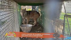 Lupo chiuso in gabbia a Foggia, salvato dai carabinieri