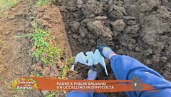 Padre e figlio salvano un uccellino in difficoltà