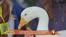L'incredibile storia dell'oca Reginaldo
