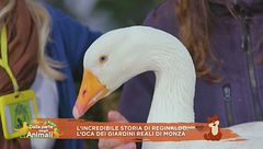 L'incredibile storia dell'oca Reginaldo