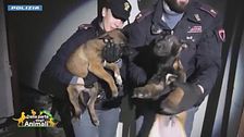 La polizia di Stato salva mamma e cuccioli Malinois maltrattati