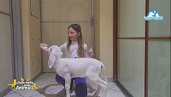 I capretti e gli agnelli che sono stati salvati e cresciuti