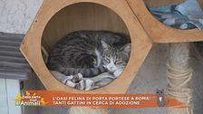L'oasi felina di Porta Portese a Roma: tanti gattini in cerca di adozione
