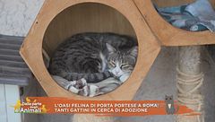 L'oasi felina di Porta Portese a Roma: tanti gattini in cerca di adozione