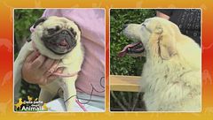 Cane da montagna dei Pirenei vs. Carlino