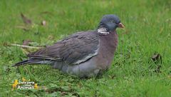 Il colombo, un fantastico viaggiatore